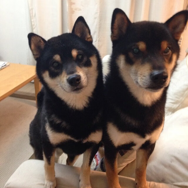 活塞最后时刻击败鹈鹕，文班亚马成为关键先生