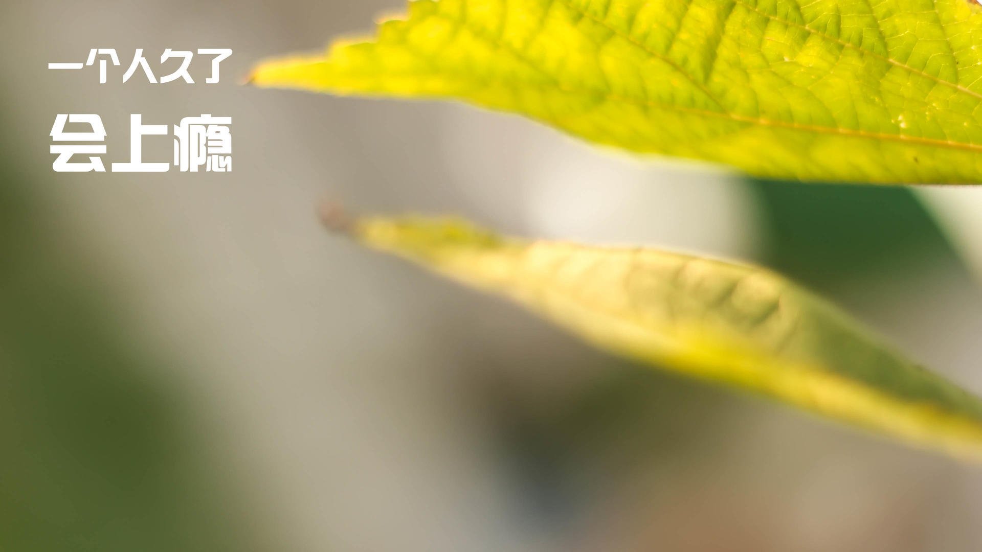 当哈利伯顿在麦迪逊撒下魔法，掘金掀翻尼克斯背后的唯一性证明