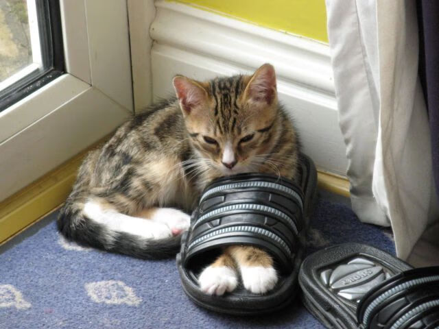 提前终结的悬念，布克连续得分拉开差距，活塞无力回天