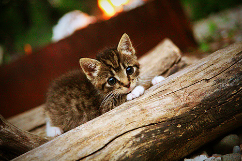 跨越赛道与球场，保罗的F1年度争冠接管与新疆队的淘汰赛突围