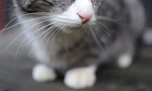 山西队击溃湖人，克莱·汤普森如何成为跨洋篮球赛的关键先生