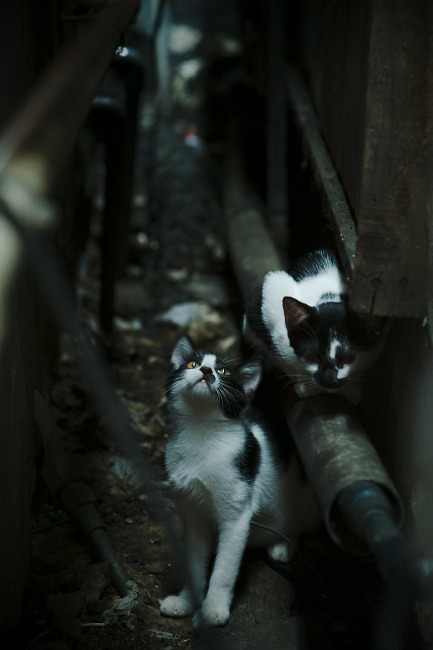太阳制霸广厦队，布伦森带队取胜，一场战术与意志的较量